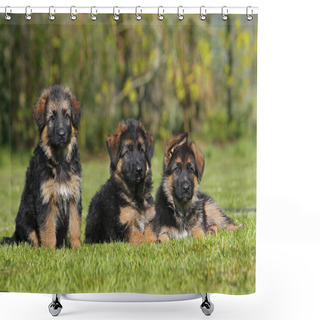 Personality  German Shepherd Dog, Pup Standing On Lawn   Shower Curtains