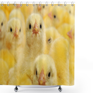Personality  Yellow Chickens Shower Curtains
