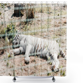 Personality  Selective Focus Of White Tiger Sleeping Near Cage In Zoo  Shower Curtains