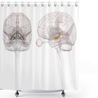 Personality  Hippocampus Brain Anatomy - 3d Illustration Shower Curtains