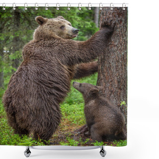 Personality  Brown Bears. She-bear And Bear-cub In The Summer Forest. She-bear Standing On His Hind Legs. Green Forest Natural Background. Scientific Name: Ursus Arctos. Shower Curtains