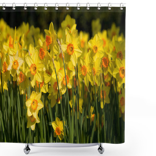 Personality  A Field Of Yellow Daffodils Shower Curtains