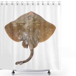 Personality  Fresh Ray Fish Isolated On  Shower Curtains