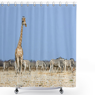 Personality  Giraffe And Zebra In The Savannah Of Namibia Shower Curtains