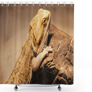 Personality  Wild Chameleon Climbing On Rock  Shower Curtains