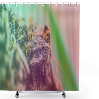 Personality  Checking  Fresh Marijuana Buds In Male Hands. Shower Curtains