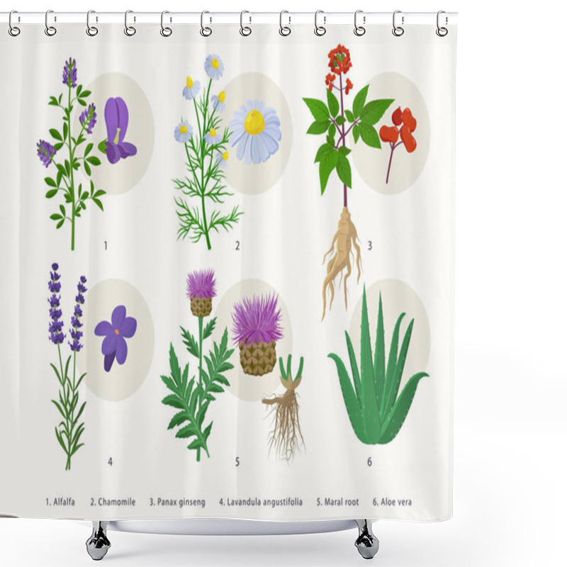 Personality  Medicinal Herbs And Their Flowers, Plants Icons Collection, Flat Illustrations Isolated On White Background. Alfalfa, Chamomile, Panax Ginseng, Lavender, Maral Root, Aloe Vera - Botanical Drawings. Shower Curtains