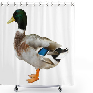 Personality  Mallard Duck Isolated On White Background Shower Curtains