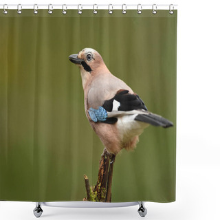 Personality  Jay Bird In Natural Habitat, Close Up View Shower Curtains