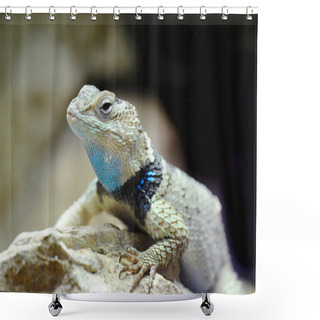 Personality  Western Fence Lizard (Sceloporus Occidentalis) Shower Curtains