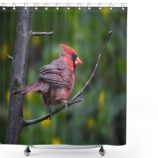Personality  Male Northern Cardinal Perching On Branch. High Quality Photo Shower Curtains