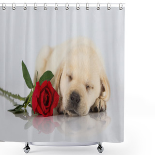 Personality  Labrador Puppy Sleeping On White With Red Rose Shower Curtains