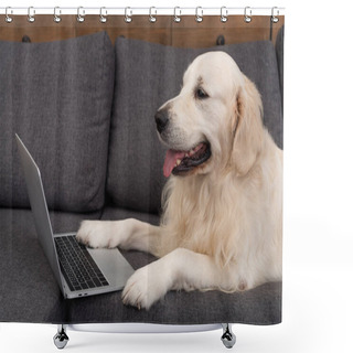 Personality  Close-up Shot Of Adorable Golden Retriever Lying On Couch With Laptop Shower Curtains