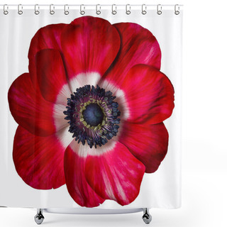 Personality  RED ANEMON FLOWERS, Anemone Coronaria Large Nana Against White Background Shower Curtains
