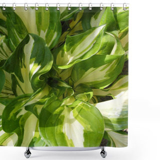 Personality  Hosta With Green And White Leafs Vertical View Shower Curtains