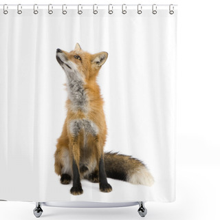 Personality  Red Fox (4 Years)- Vulpes Vulpes Shower Curtains