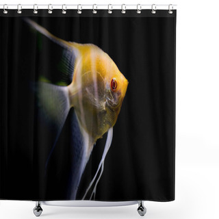 Personality  Angelfish. Fish Photographed Close-up. Nature Background. Shower Curtains