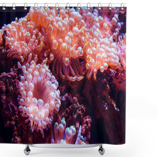 Personality  Marine Life Sea Anemone Condylactis Gigantea Underwater In The Sea Shower Curtains