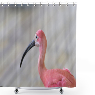 Personality  Beautiful Pink Bird Enjoying In A Park Shower Curtains