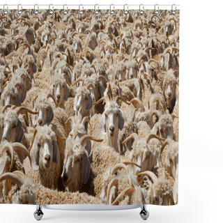 Personality  Angora Goats Crammed In A Paddock On A Rural South African Farm Shower Curtains