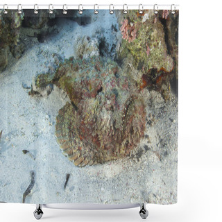 Personality  Stonefish Lying On The Seabed Shower Curtains