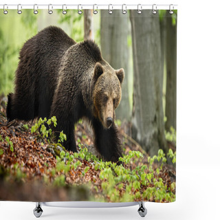 Personality  A Massive Male Of Brown Bear Searching For Food In The Foliage Shower Curtains
