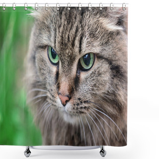 Personality  Muzzle Of A Gray Cat Close-up. An Animal With Beautiful Green Eyes. Shower Curtains