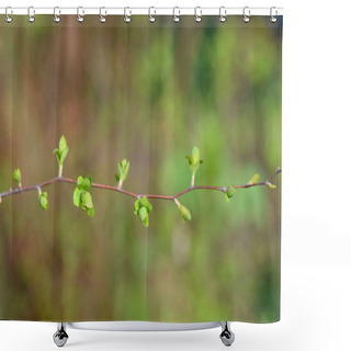 Personality  Van Houttes Spiraea Branch With New Leaves - Latin Name - Spiraea X Vanhouttei Shower Curtains