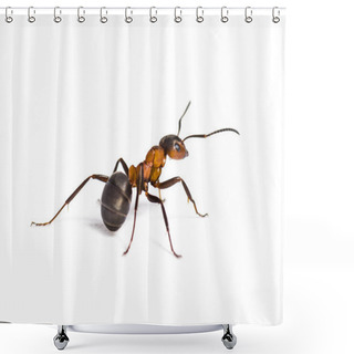 Personality  European Red Wood Ant, Formica Polyctena, Isolated On White Shower Curtains
