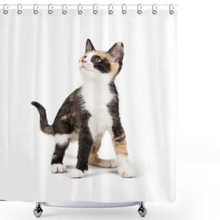 Personality  Cute Young Curious Calico Kitten On White Looking Up And To The Side Shower Curtains