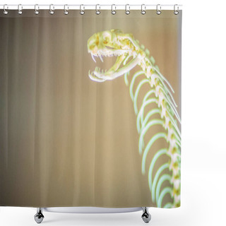 Personality  Snake Skeletons Of Monocled Cobra (Naja Kaouthia), Also Called Monocellate Cobra, Is A Cobra Species Widespread Across South And Southeast Asia. Shower Curtains
