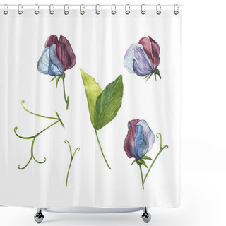 Personality  Watercolor Set Of Sweet Peas Flowers And Leaves, Hand Drawn Floral Illustration Isolated On A White Background. Collection Garden And Wild Herb, Flowers, Branches. Botanical Art. Shower Curtains