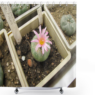 Personality  Blooming Lophophora Dezipiens Cactus In A Home Collection, Pink And White Flower, Close-up Shower Curtains