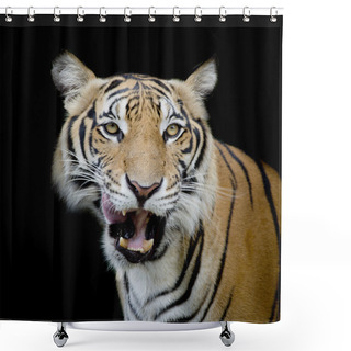 Personality  Black And White Tiger Looking His Prey And Ready To Catch It. Shower Curtains