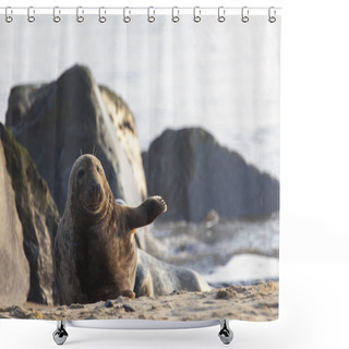 Personality  Atlantic Grey Seal Shower Curtains