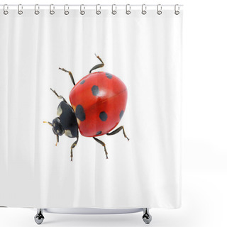 Personality  Ladybug On White Shower Curtains
