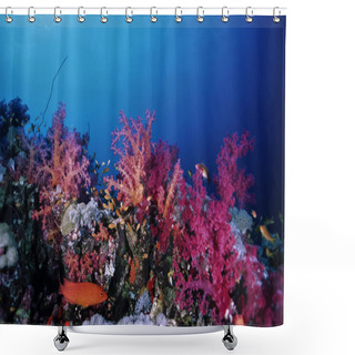 Personality  SUDAN, Red Sea, U.W. Photo, Tropical Anthias, A Grouper And Soft Corals Shower Curtains