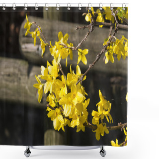 Personality  Yellow Forsythia In Spring Shower Curtains