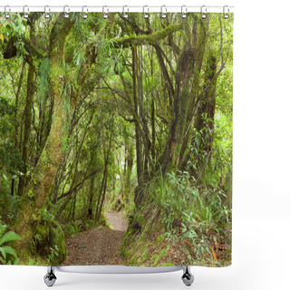 Personality  Pathway Through Rainforest Shower Curtains