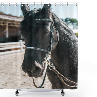 Personality  One Beautiful Black Horse With Horse Halter Standing At Ranch Shower Curtains