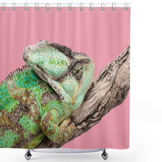 Personality  Close Up Of Beautiful Bright Green Chameleon Sitting On Tree Branch Isolated On Pink Shower Curtains