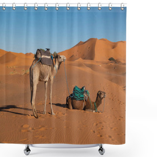 Personality  Camels In Sand Dunes Of Sahara Desert In South Morocco, North Africa.. Shower Curtains