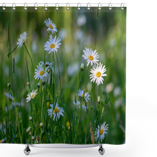 Personality  Leucanthemum Vulgare Meadows Wild Oxeye Daisy Flowers With White Petals And Yellow Center In Bloom, Flowering Beautiful Plants On Late Springtime Amazing Green Field Shower Curtains