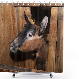 Personality  Nubian Brown Goat In Barn Shower Curtains