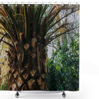 Personality  Close Up Of Palm Tree Trunk In Parc De La Ciutadella, Barcelona, Spain Shower Curtains