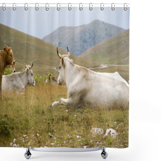 Personality  A Group Of Bulls And Cows In The Nature Shower Curtains