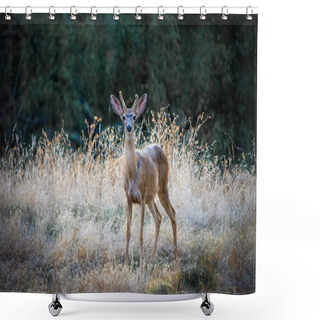 Personality  Young Wild Deer Facing The Camera In California, USA Shower Curtains