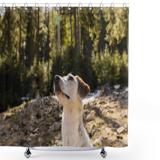 Personality  Dog Looking Away On Glade In Blurred Forest  Shower Curtains