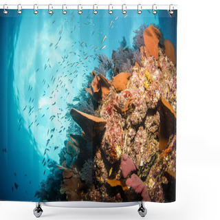 Personality  Reefs From The Sea Of Cortez Shower Curtains