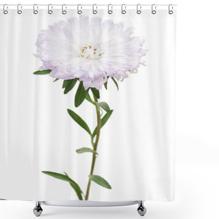 Personality  Flower White Aster Isolated On White Background Shower Curtains